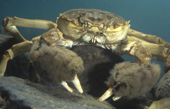 Chinese wolhandkrab in de Nederlandse grachten. Dieren in grachten van leiden.