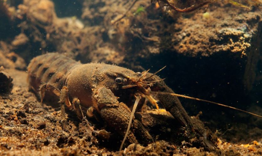 gevlekte rivierkreeft in leidse grachten. dieren in grachten van nederland.