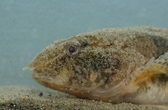 marmergrondel in de leidse grachten gevonden