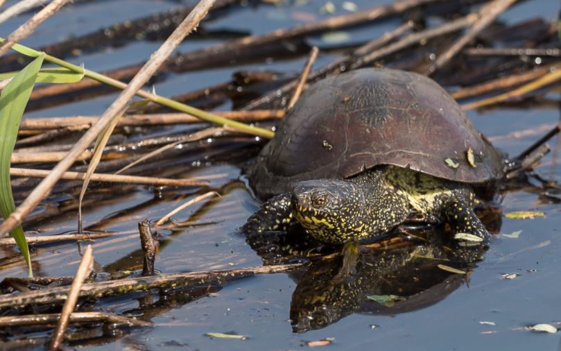Moerasschildpad in de grachten