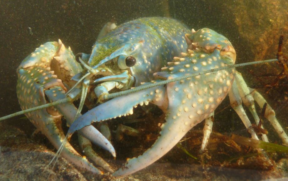 Rode rivierkreeft in de leidse grachten